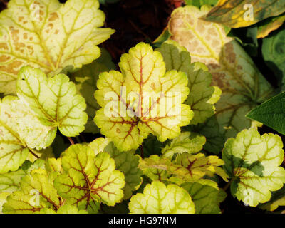 Heuchera ' Meister Maler Van Gogh "- Purpurglöckchen, alumroot Stockfoto