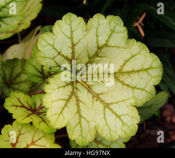 Heuchera ' Meister Maler Van Gogh "- Purpurglöckchen, alumroot Stockfoto