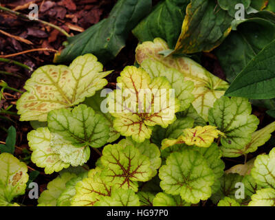 Heuchera ' Meister Maler Van Gogh "- Purpurglöckchen, alumroot Stockfoto