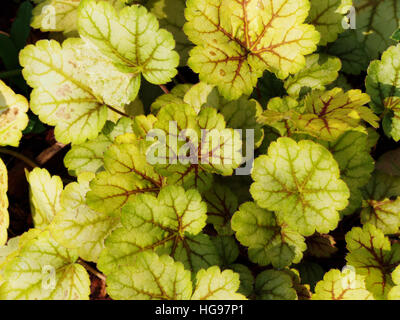 Heuchera ' Meister Maler Van Gogh "- Purpurglöckchen, alumroot Stockfoto