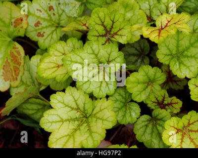 Heuchera ' Meister Maler Van Gogh "- Purpurglöckchen, alumroot Stockfoto