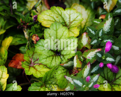 Heuchera ' Meister Maler Van Gogh "- Purpurglöckchen, alumroot Stockfoto