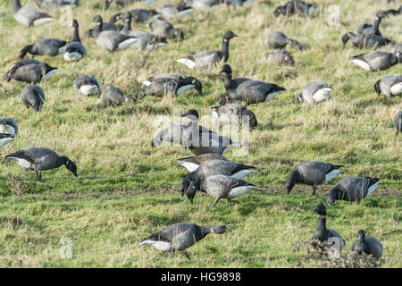 Brent Goose (Branta Bernicla) Herde Fütterung in einem Feld. Stockfoto