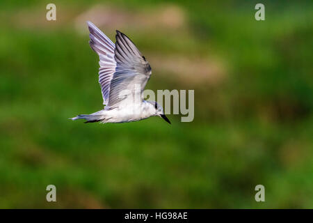 Weissbart Seeschwalbe in Arugam Bay Lagune, Sri Lanka; Specie Chlidonias Hybrida Familie Laridae Stockfoto