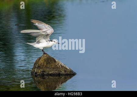 Weissbart Seeschwalbe in Arugam Bay Lagune, Sri Lanka; Specie Chlidonias Hybrida Familie Laridae Stockfoto