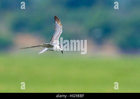 Weissbart Seeschwalbe in Arugam Bay Lagune, Sri Lanka; Specie Chlidonias Hybrida Familie Laridae Stockfoto