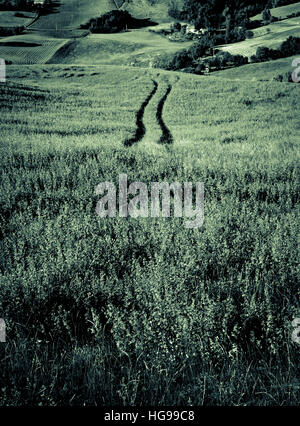 Fahrspuren in der Wiese Stockfoto