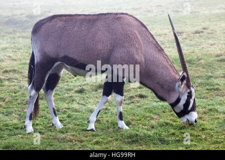 Ein einzelnes Gemsbok steht in einem Feld Stockfoto