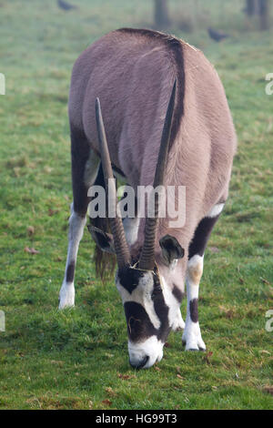 Ein einzelnes Gemsbok steht in einem Feld Stockfoto