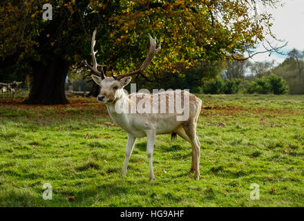 Männliche Damhirsche Stand in einer Parklandschaft Stockfoto