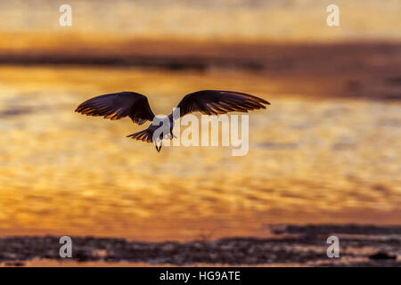 Weissbart Seeschwalbe in Arugam Bay Lagune, Sri Lanka; Specie Chlidonias Hybrida Familie Laridae Stockfoto