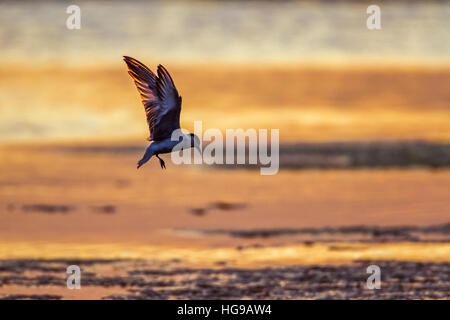 Weissbart Seeschwalbe in Arugam Bay Lagune, Sri Lanka; Specie Chlidonias Hybrida Familie Laridae Stockfoto