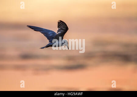 Weissbart Seeschwalbe in Arugam Bay Lagune, Sri Lanka; Specie Chlidonias Hybrida Familie Laridae Stockfoto