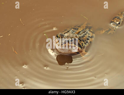 Frosch (Rana Temporaria) europäischen gemeinsamen Grasfrosch / Europäische braune Grasfrosch / Europäische Grasfrosch quaken in einem schlammigen Pool Stockfoto