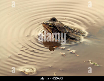 Frosch (Rana Temporaria) europäischen gemeinsamen Grasfrosch / Europäische braune Grasfrosch / Europäische Grasfrosch quaken in einem schlammigen Pool Stockfoto