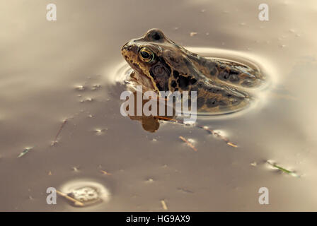 Frosch (Rana Temporaria) europäischen gemeinsamen Grasfrosch / Europäische braune Grasfrosch / Europäische Grasfrosch & Reflexion in schlammigen Pool Stockfoto