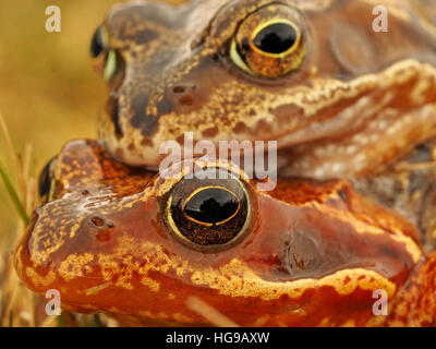 Nahaufnahme von zwei Zucht europäischen gemeinsamen Frösche (Rana Temporaria) europäischen braunen Grasfrosch / Europäische Grasfrosch im Amplexus Stockfoto