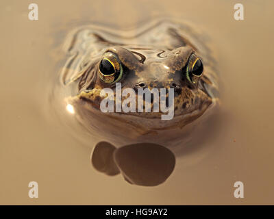 Frosch (Rana Temporaria) europäischen gemeinsamen Grasfrosch / Europäische braune Grasfrosch / Europäische Grasfrosch & Reflexion in schlammigen Pool Stockfoto