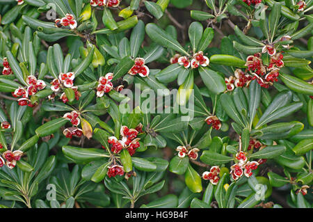 Pittosporum Tobira (australische Lorbeer oder japanische Cheesewood) mit reifen Samen. Heimisch in südlichen Japan und China Stockfoto