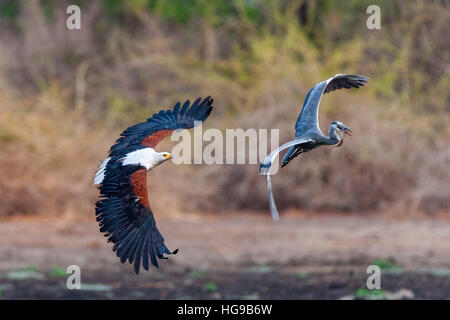 Fischadler Jagd auf Graureiher für Fisch Flug fly Stockfoto