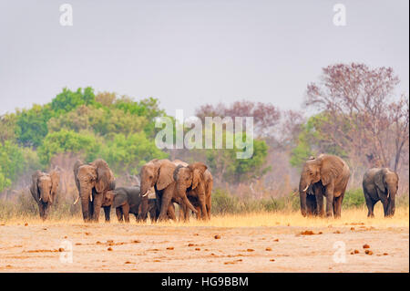 Elefanten Herde Hwange Simbabwe ausgeführt Wasserloch Stockfoto