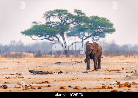 Elefanten laufen zum Wasserloch Hwange Bull trinken Stockfoto