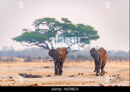 Elefanten laufen zum Wasserloch Hwange Bull trinken Stockfoto