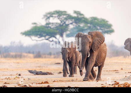 Elefanten laufen zum Wasserloch Hwange Bull trinken Stockfoto