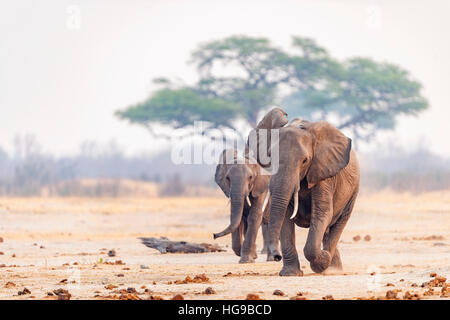 Elefanten laufen zum Wasserloch Hwange Bull trinken Stockfoto