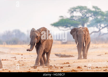 Elefanten laufen zum Wasserloch Hwange Bull trinken Stockfoto