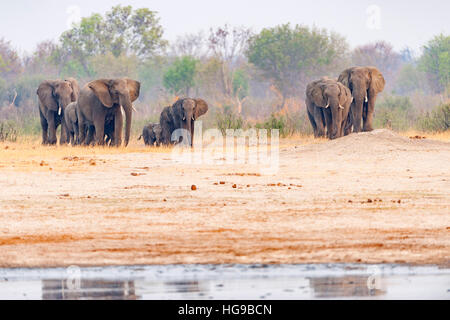 Elefanten Herde Hwange Simbabwe ausgeführt Wasserloch Stockfoto