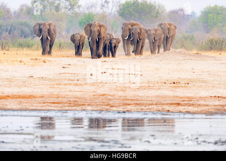 Elefanten Herde Hwange Simbabwe ausgeführt Wasserloch Stockfoto