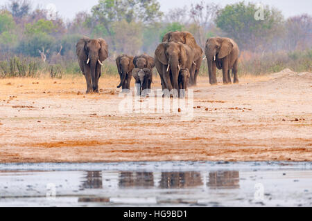 Elefanten Herde Hwange Simbabwe ausgeführt Wasserloch Stockfoto