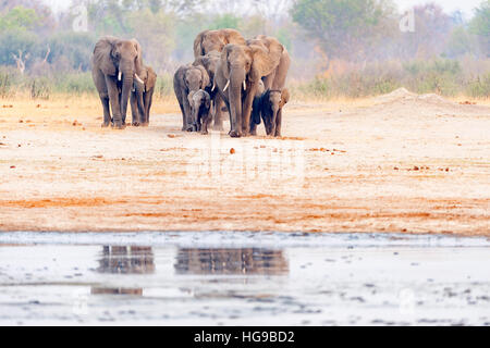 Elefanten Herde Hwange Simbabwe ausgeführt Wasserloch Stockfoto