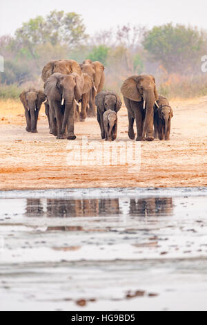 Elefanten Herde Hwange Simbabwe ausgeführt Wasserloch Stockfoto