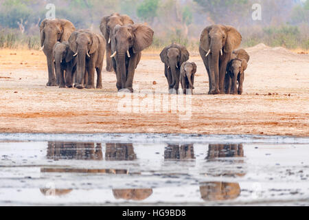 Elefanten Herde Hwange Simbabwe ausgeführt Wasserloch Stockfoto