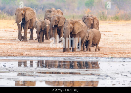 Elefanten Herde Hwange Simbabwe ausgeführt Wasserloch Stockfoto