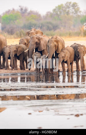 Elefanten Herde Hwange Simbabwe ausgeführt Wasserloch Stockfoto