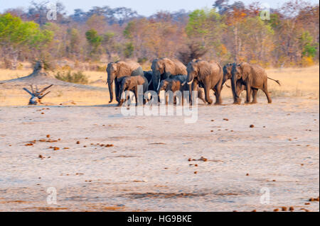 Elefanten Herde Hwange Simbabwe ausgeführt Wasserloch Stockfoto