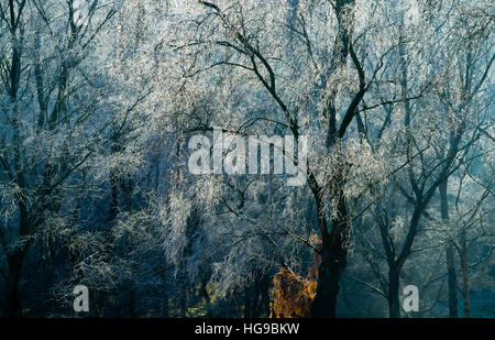 Gefrorenen Bäumen an einem sonnigen Wintertag in Cannock Chase Staffordshire England UK Stockfoto