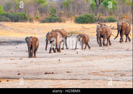 Afrikanischer Elefant große Herde Wasser läuft Hwange Stockfoto