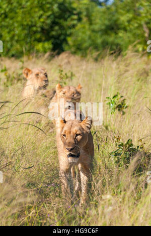 Löwen jagen stalking junge Hwange Simbabwe jagen Stockfoto