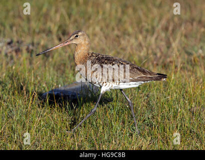 Schwarzschwanzgodwit (Limosa limosa) im Brutgefieder Stockfoto