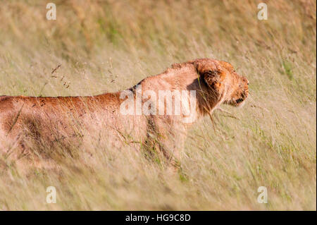 Junge Löwen Hwange Simbabwe Jagd Jagd lange gras Stockfoto