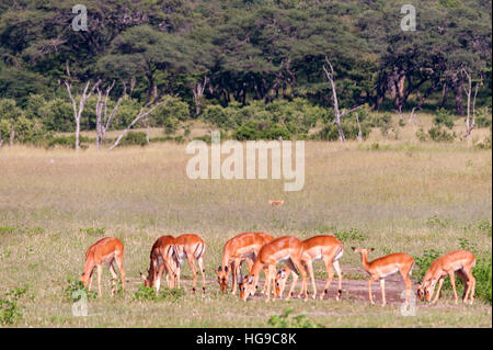 Eine große Herde Impala Aepyceros melampus im Hwange Nationalpark Simbabwe gesehen. Stockfoto