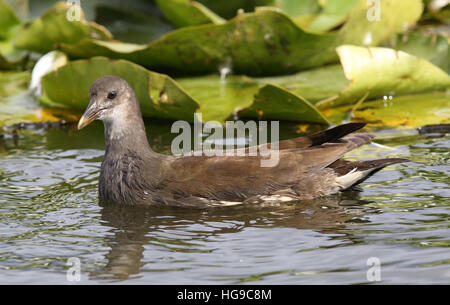 Moorhuhn, Gallinula chloropus, schwimmend im Teich mit Seerosenblättern Stockfoto