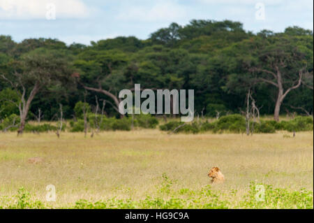 Junge Löwen Hwange Simbabwe Jagd Jagd lange gras Stockfoto