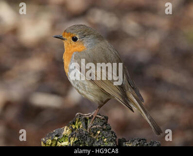 Robin Rotbrust, Erithacus robecula, seitlicher Blick, sitzend auf Barsch Stockfoto