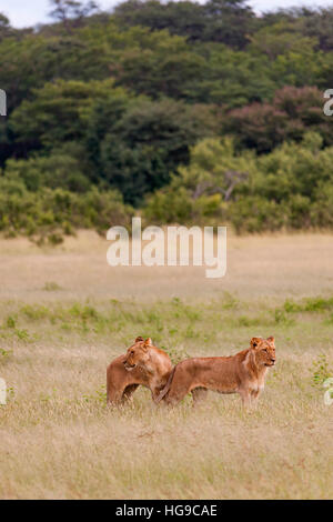 Junge Löwen Hwange Simbabwe Jagd Jagd lange gras Stockfoto