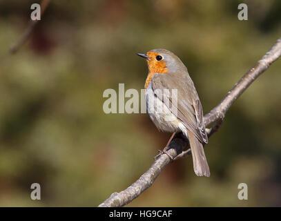 Robin Rotbrust, Erithacus robecula, seitlicher Blick, sitzend auf Barsch Stockfoto